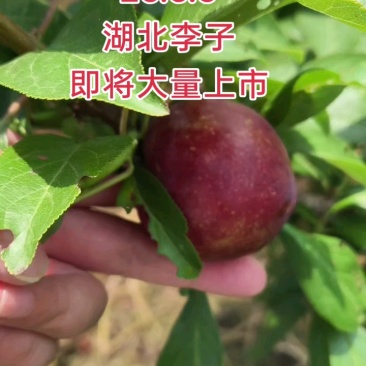 湖北李子大量供应澳洲红八宝丹五月脆大小宝石脆甜爽口量大优