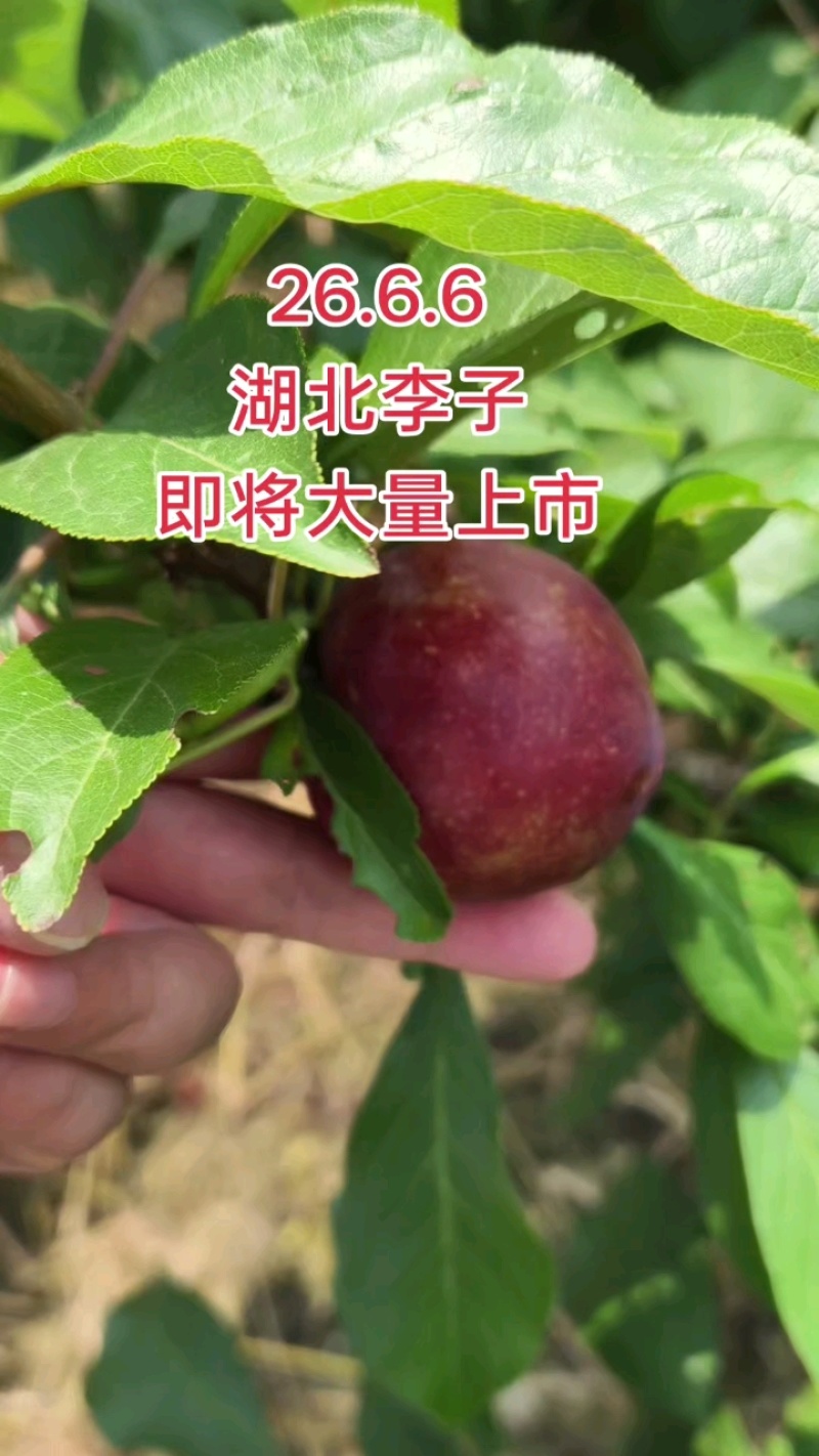 湖北李子大量供应澳洲红八宝丹五月脆大小宝石脆甜爽口量大优