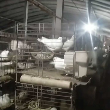 鸽珍自家养殖