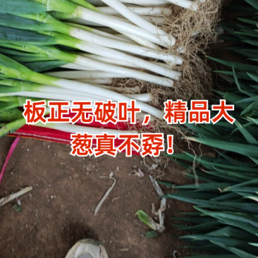 山东大葱品质保证从业几十年诚信经营量大从优