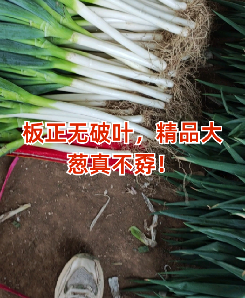 山东大葱品质保证从业几十年诚信经营量大从优