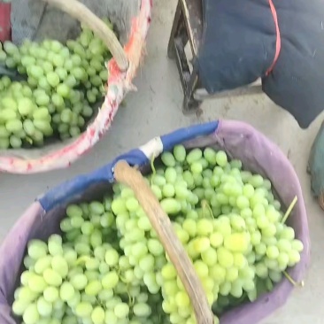 陕西产区维多利亚青题一手货源全国发货量大价优欢迎随时联系