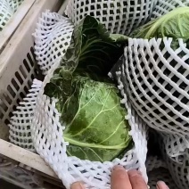 【推荐】甘蓝精品圆包菜甘蓝对接全国质量精品视频看货