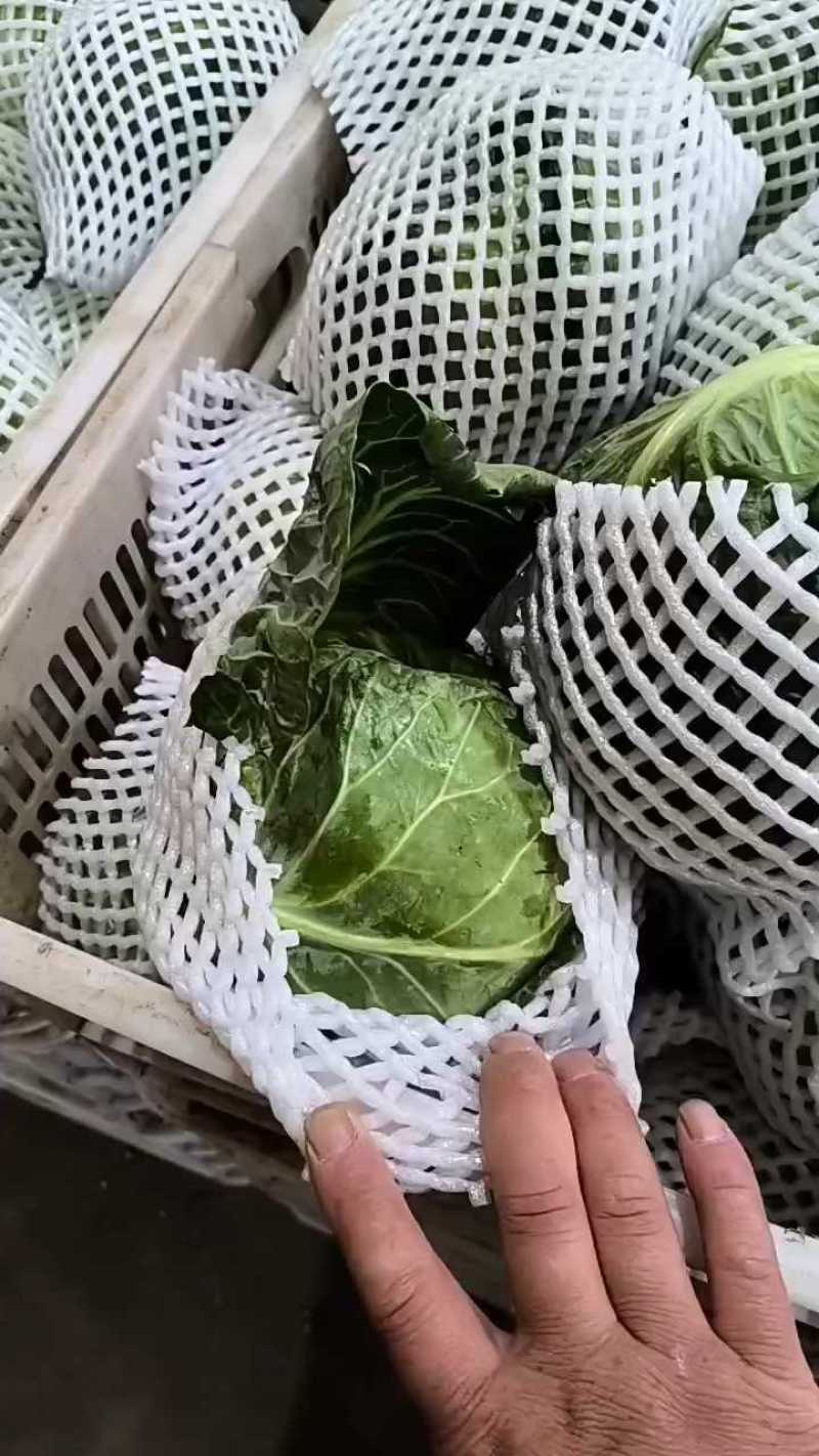 【推荐】甘蓝精品圆包菜甘蓝对接全国质量精品视频看货