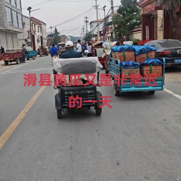 【精】河南安阳滑县密刺黄瓜-产地直发-大量供应-可视频看货