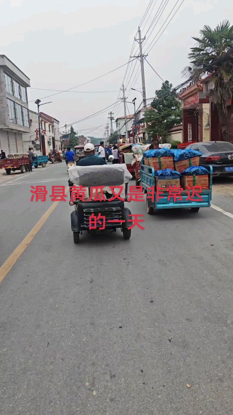 【精】河南安阳滑县密刺黄瓜-产地直发-大量供应-可视频看货