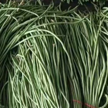 【精品】豇豆长豆角产地直供大量供应商超市场电商