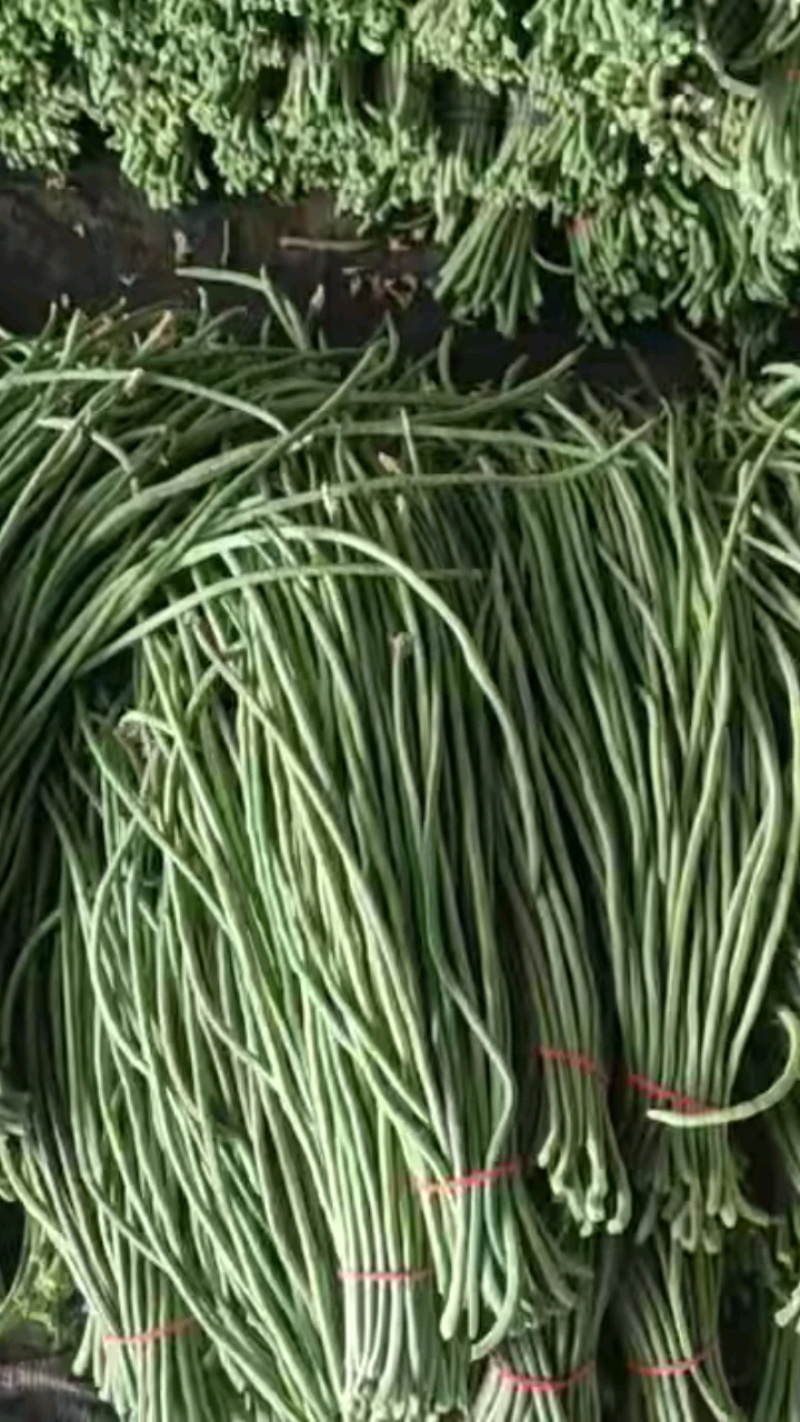 【精品】豇豆长豆角产地直供大量供应商超市场电商
