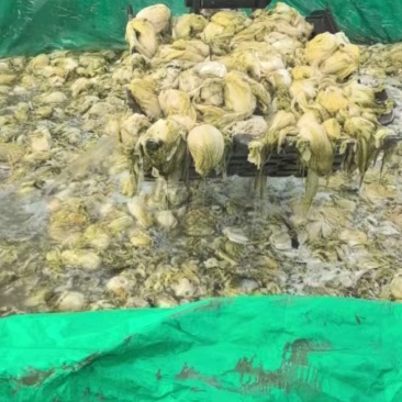 净菜十五元，个头大品质好。