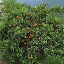 伦晚脐橙个大皮薄果香味浓郁口感甜，果园现看现采