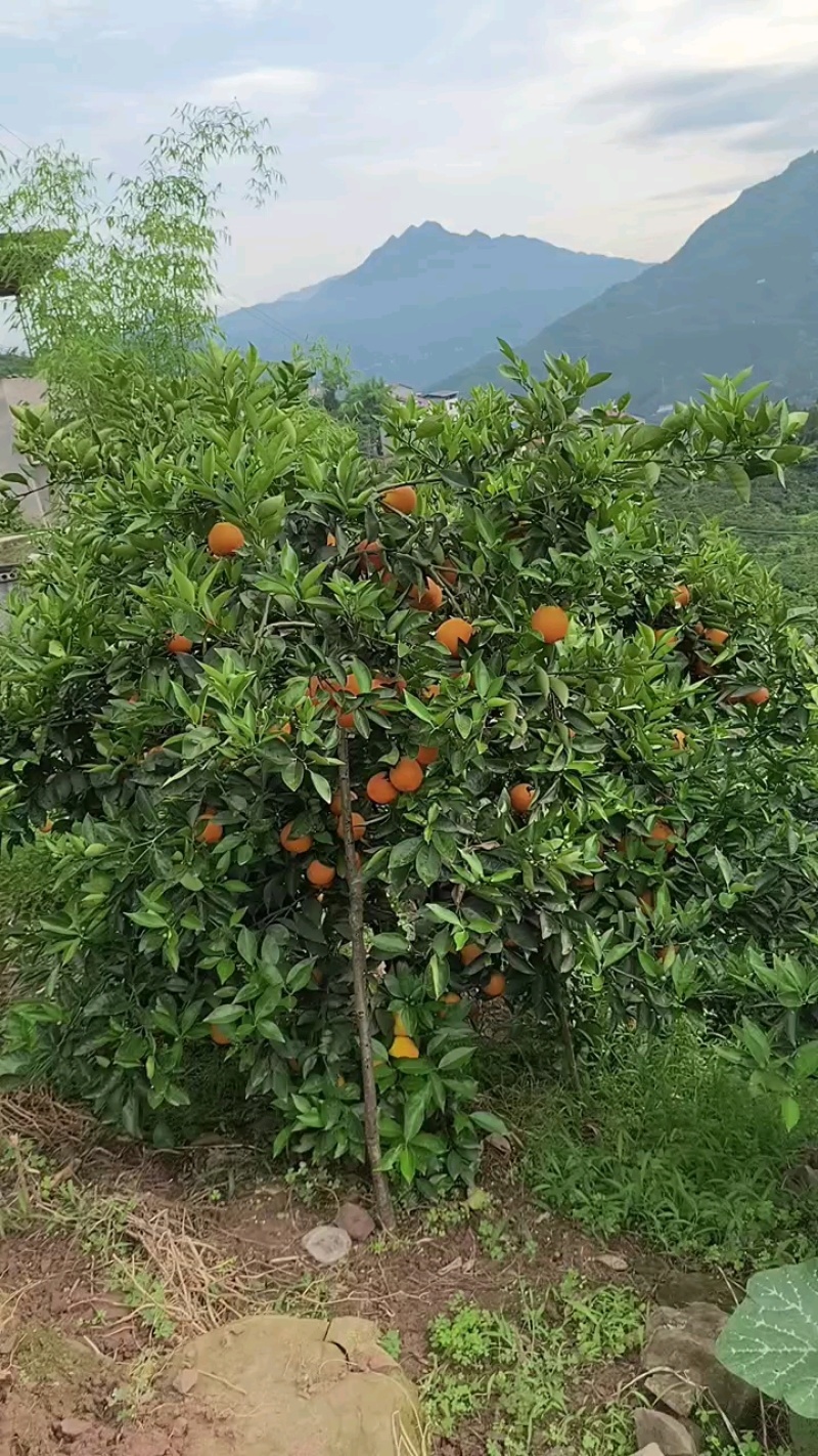 伦晚脐橙个大皮薄果香味浓郁口感甜，果园现看现采