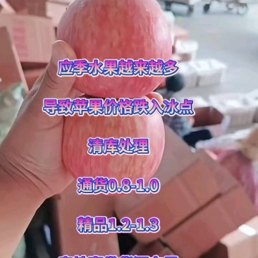 【红富士苹果】沂蒙山80mm以上货！销售中代收代发代存！