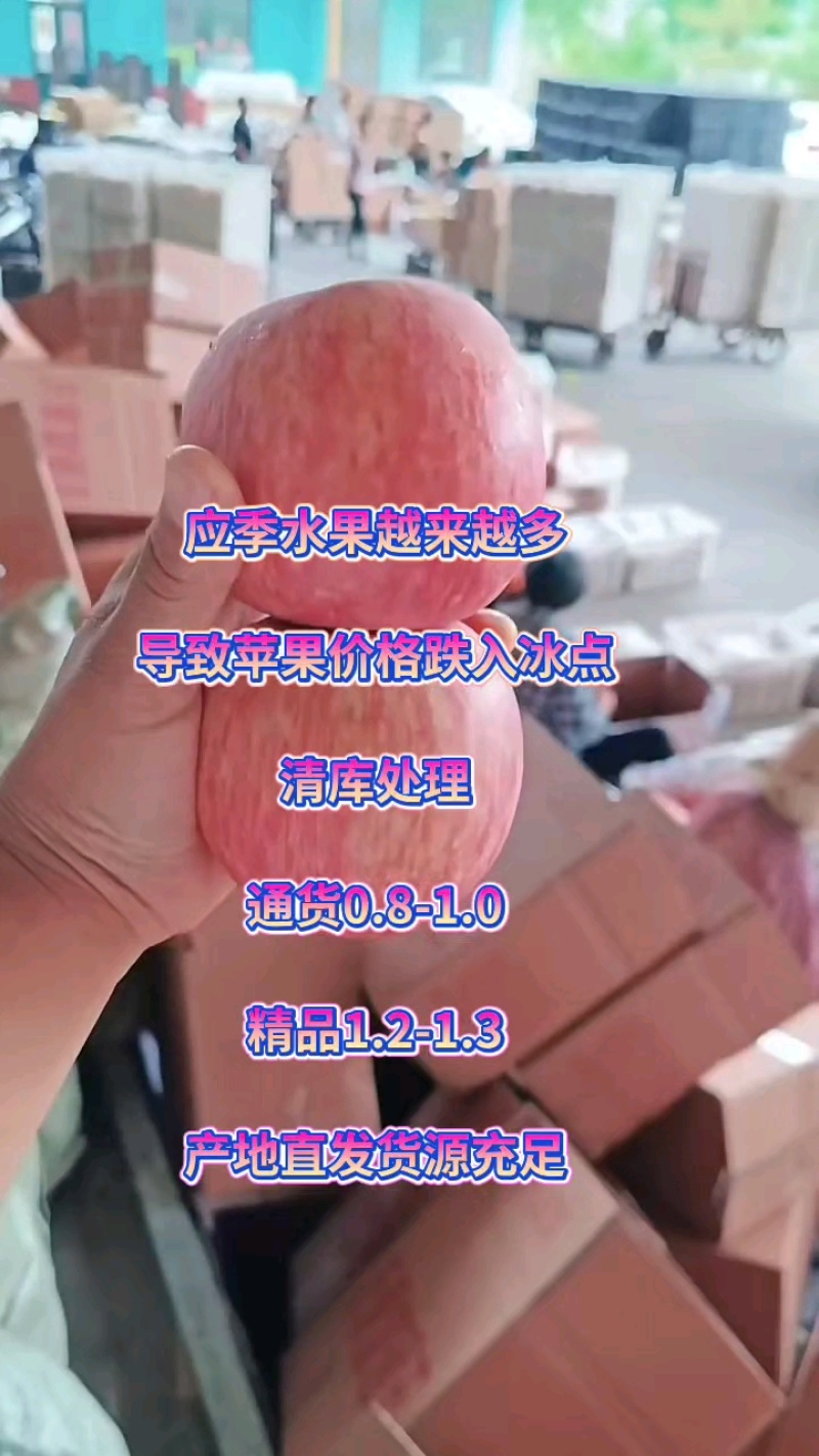 【红富士苹果】沂蒙山80mm以上货！销售中代收代发代存！