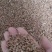河南小麦大量上市，干度13-14，有货！