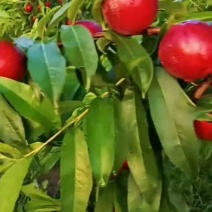 珍珠枣油桃欢迎您