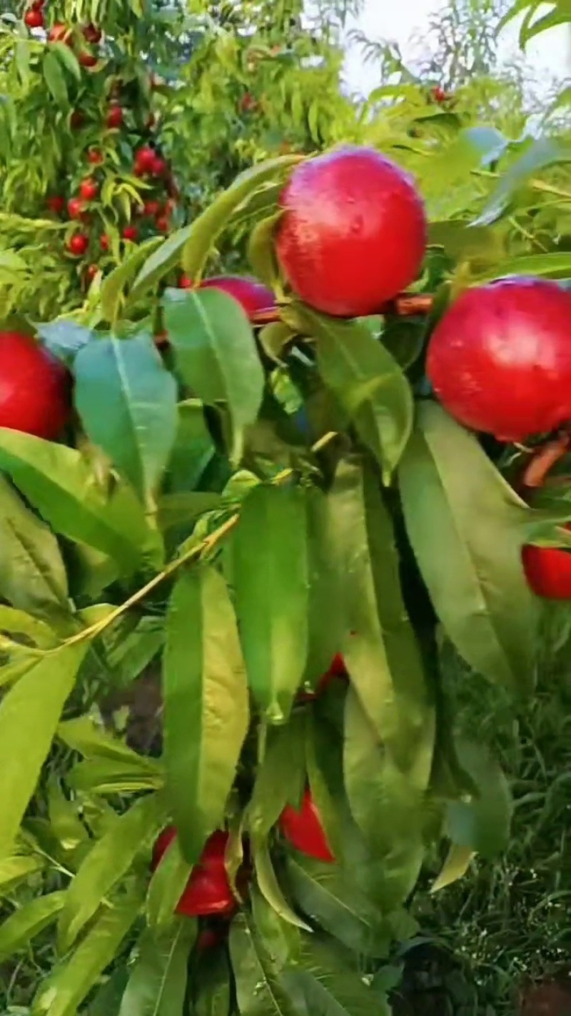 珍珠枣油桃欢迎您