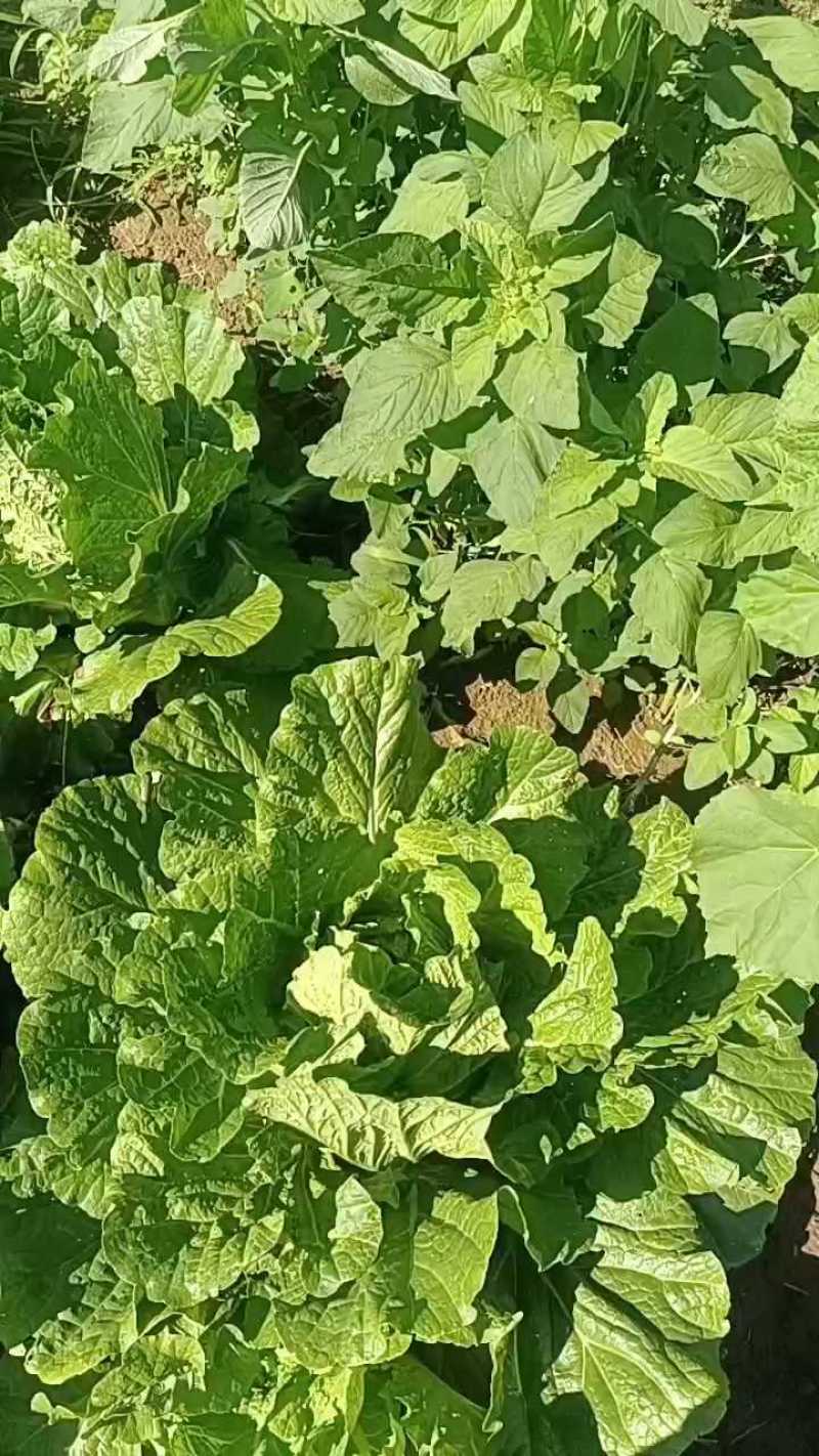 二十亩大娃娃菜，新老客户快来！