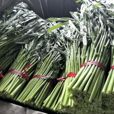 河北精品空心菜产地现货现发质量保证价格优惠对接全国市场