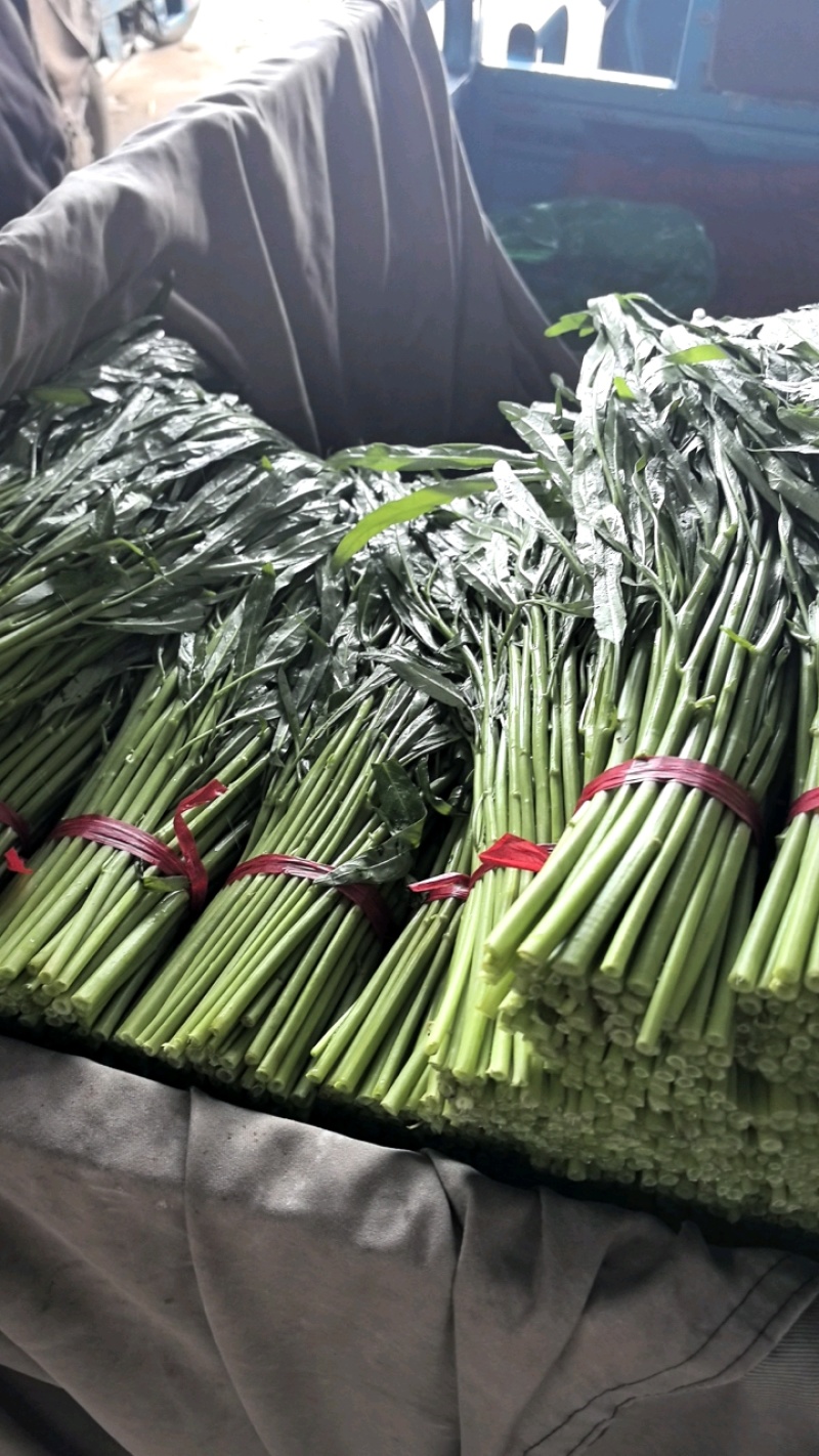 河北精品空心菜产地现货现发质量保证价格优惠对接全国市场