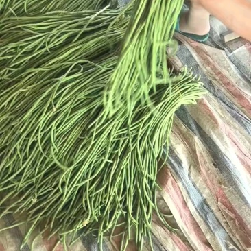 精品豆角水洗打冷协助上车安徽青条豆角大量供应
