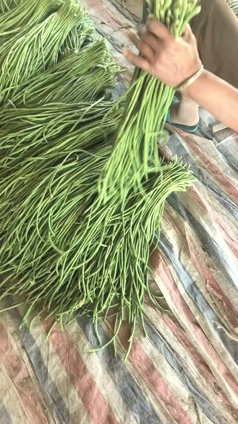 精品豆角水洗打冷协助上车安徽青条豆角大量供应