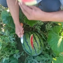 隆尧县万亩西瓜正在大量上市
