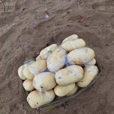 荷兰十五土豆山东荷兰十五土豆黄皮黄心产地直发