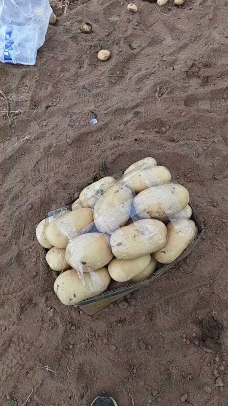 荷兰十五土豆山东荷兰十五土豆黄皮黄心产地直发
