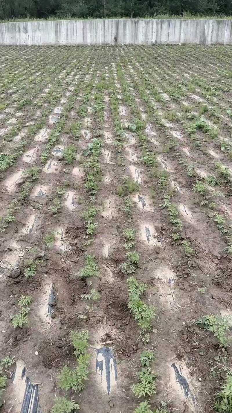甘肃岷县当归自产自销货源充足产地直发，可视频看货。