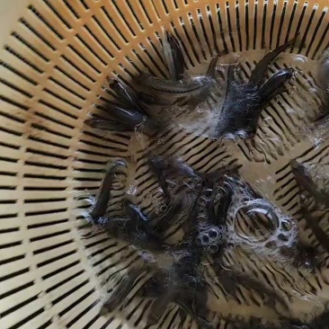 优选加州鲈鱼苗供货量大孵化，育苗，销售，技术一体化