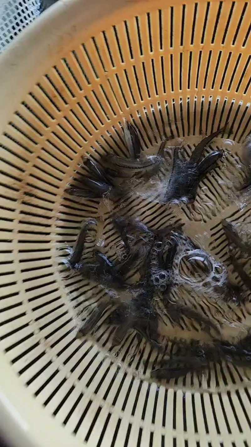 优选加州鲈鱼苗供货量大孵化，育苗，销售，技术一体化