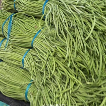 湖北天门长豆角大量精品上市无虫子新鲜量大，产地直销