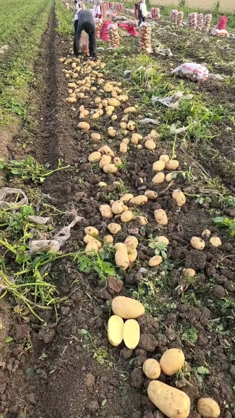 土豆