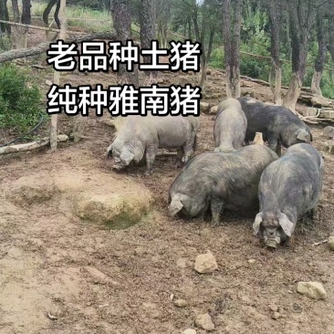老品种土猪雅南猪濒危品种60年代味道可视频看货