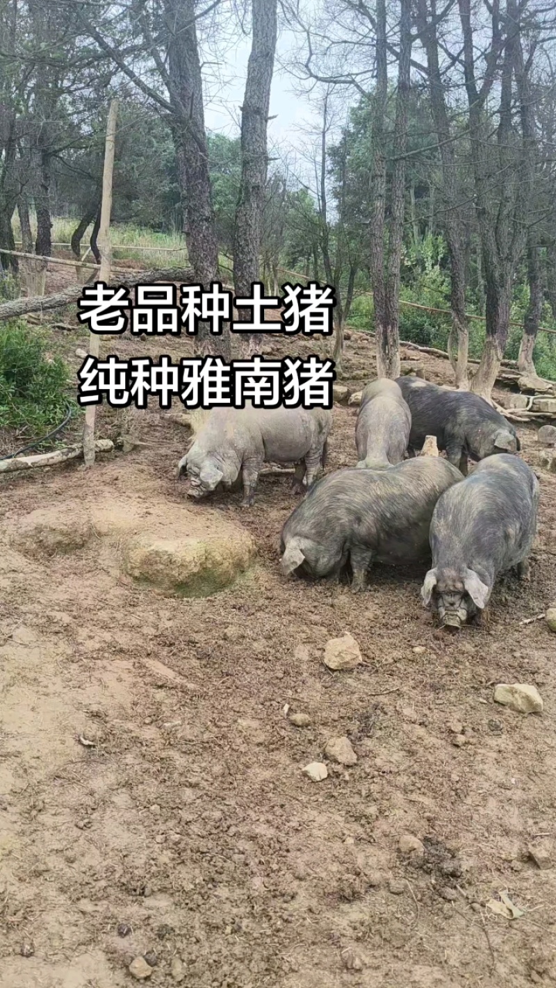老品种土猪雅南猪濒危品种60年代味道可视频看货