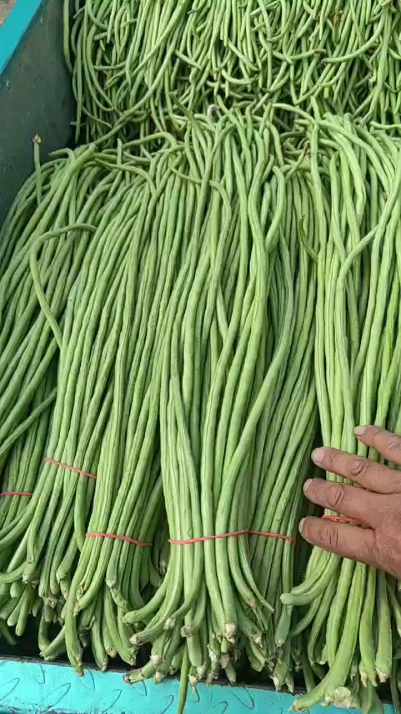 精品长豆角大量，欢迎来老板采购！