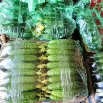 河北省昌黎县精品旱黄瓜大量上市物美价廉