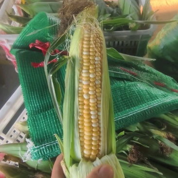 《精选》糯玉米水果玉米珍珠玉米甜玉米大量上市了软糯香甜