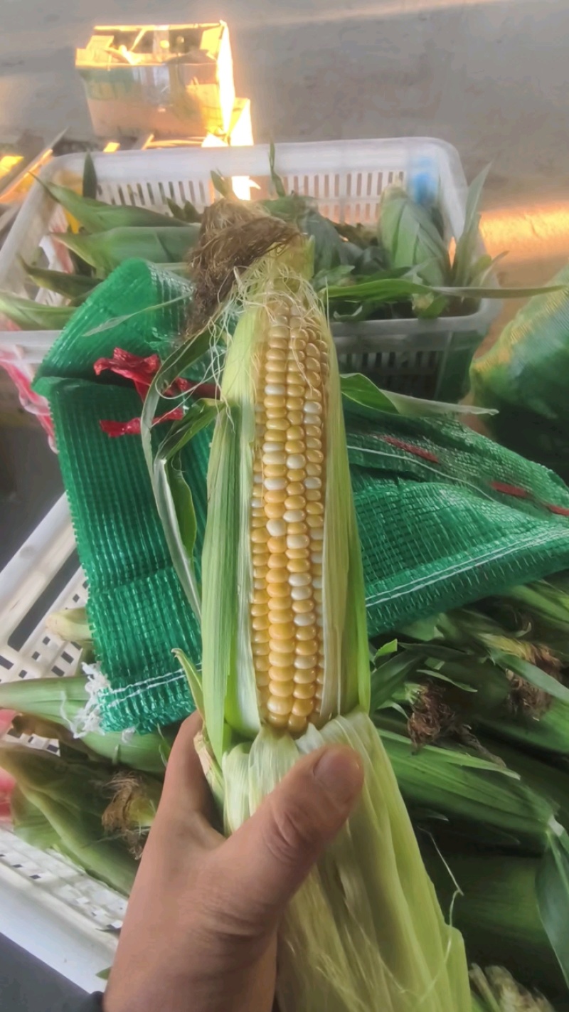 《精选》糯玉米水果玉米珍珠玉米甜玉米大量上市了软糯香甜