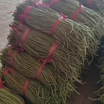 山东莘县青条长豆角大量供应可视频看货欢迎全国各地采购商