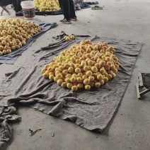 蒙阴蜜桃黄金油桃新鲜黄金油桃大量上市有地理标志授权黄金油