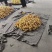 蒙阴蜜桃黄金油桃新鲜黄金油桃大量上市有地理标志授权黄金油
