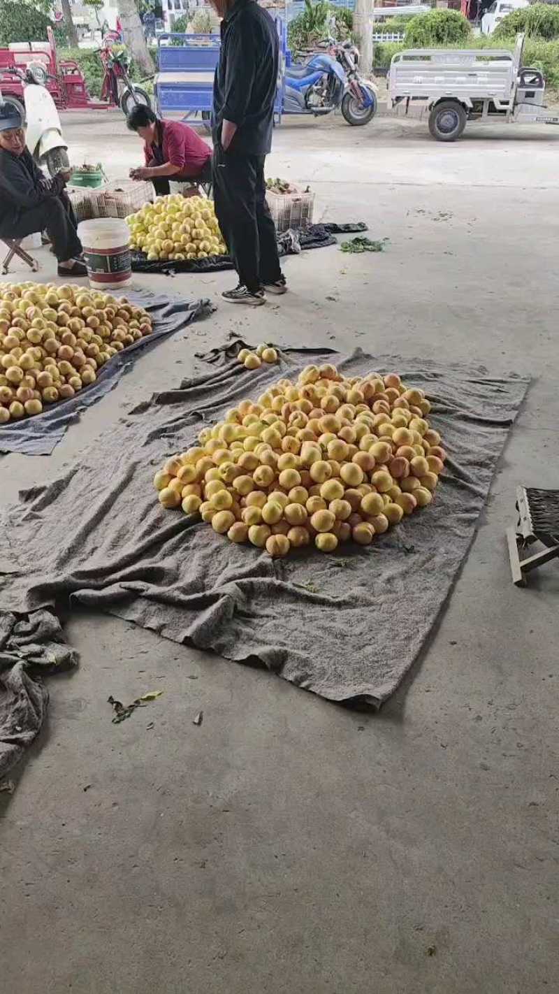 蒙阴蜜桃黄金油桃新鲜黄金油桃大量上市有地理标志授权黄金油