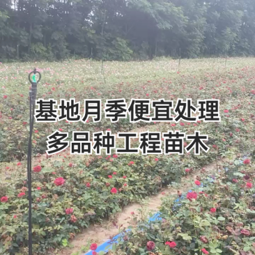 出售月季，一首货源，价格便宜
