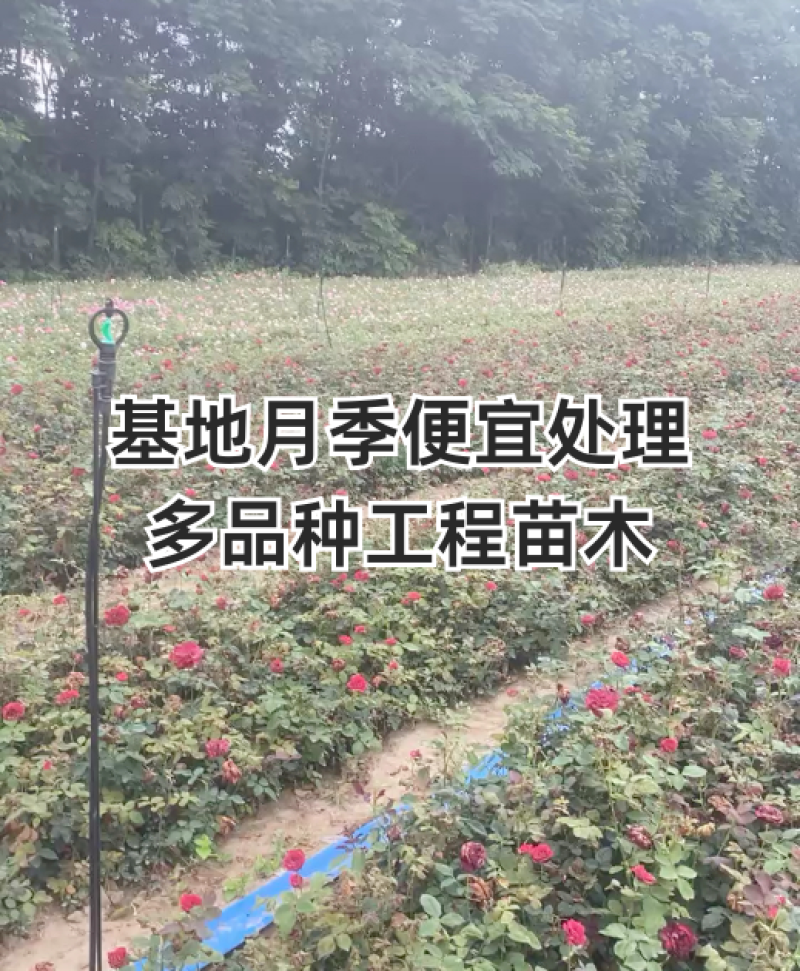 出售月季，一首货源，价格便宜