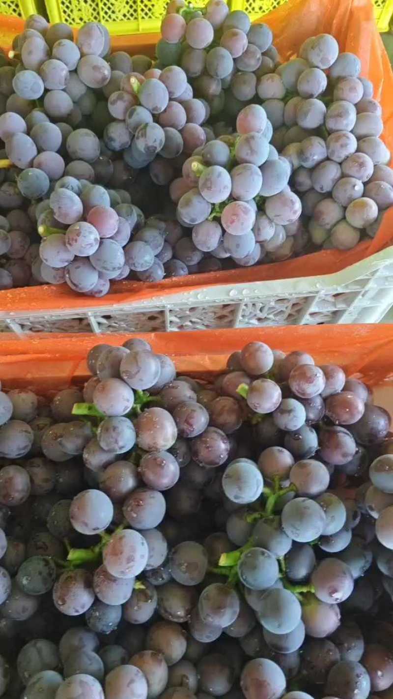 山东葡萄精品巨峰藤稔葡萄，冷棚巨峰葡萄，藤稔葡萄