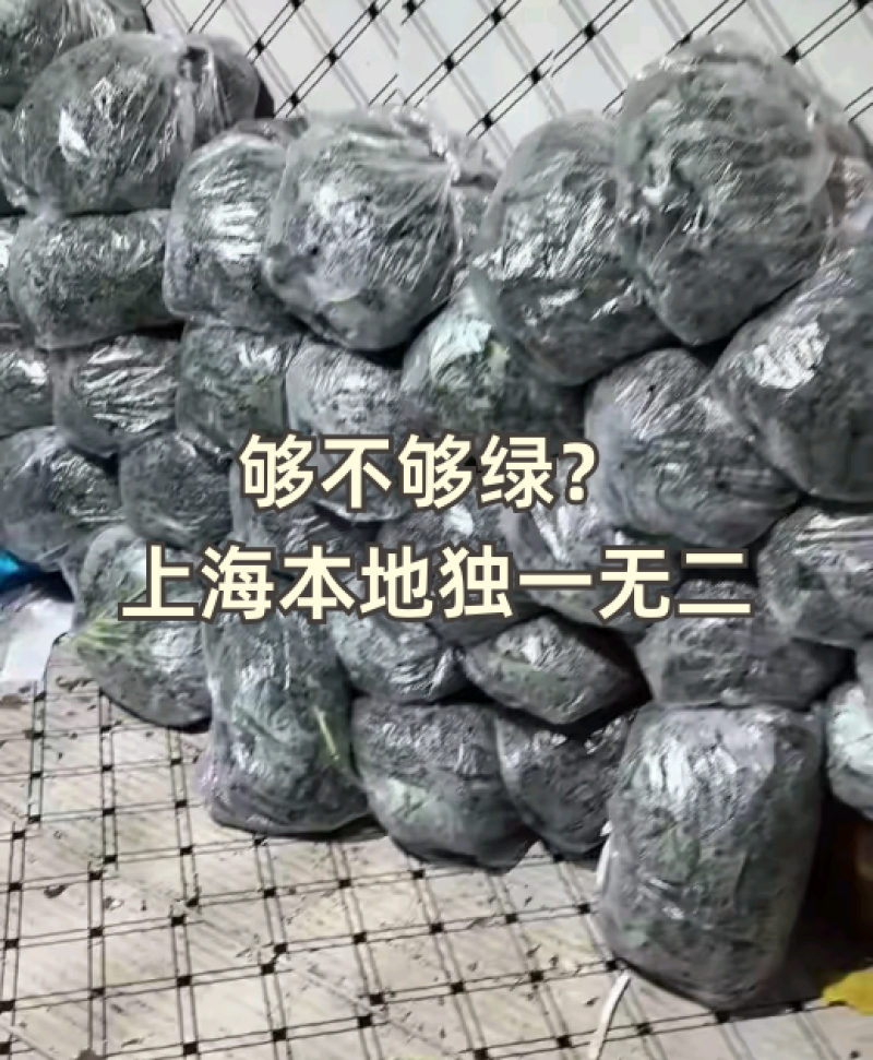 羽衣甘蓝