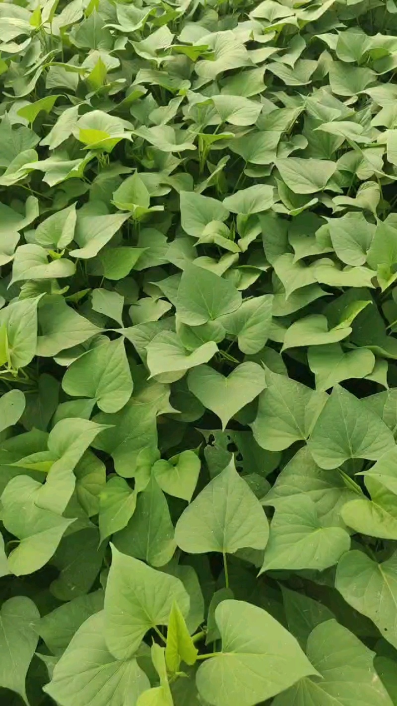 脱毒原种龙薯九，大田龙九，凉风4天，基地供苗