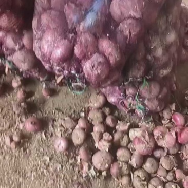 山东洋葱红皮洋葱基地直发一手货源量大从优实力保证全国发货