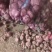 山东洋葱红皮洋葱基地直发一手货源量大从优实力保证全国发货
